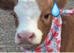 娱乐吃瓜酱果然,揭秘娱乐圈那些不为人知的幕后故事