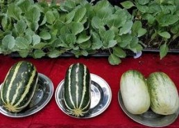 娱乐吃瓜图片高清壁纸