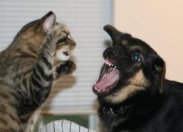 娱乐吃瓜君猫猫狗狗,猫猫狗狗的趣味生活大揭秘