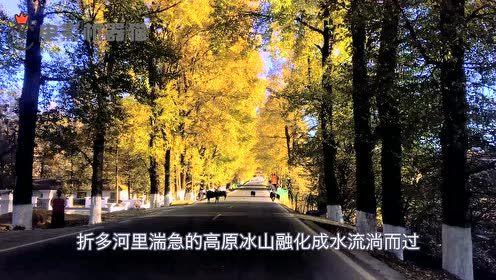 娱乐吃瓜君大丽花,揭秘娱乐圈背后的秘密花絮